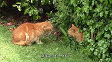 两只虚张声势的橘猫，站在原地对着叫，却都不敢上前动手