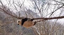 熊猫：只要园区有树活着，就是我的失职
