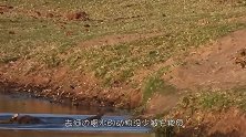 豹子正趴在岸上喝水，不料鳄鱼从水下蹿了出来，跑还来得及吗