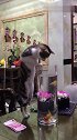 猫：我不吃鱼，我看看还不行么！