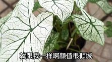 网红绿植彩叶芋真的太漂亮了。那么入手后应该怎么养护呢？