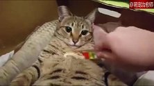 看完这只猫咪吃肉泥的方法，终于明白，什么叫懒出境界来了！