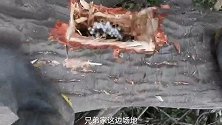 为了那一口蜂蛹美食，费好大劲砍倒了一棵大黄蜂居住的大树