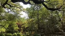 春暖花开，鸟语花香