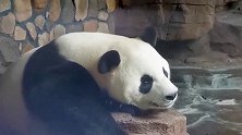 你们知道大熊猫到底是睁着眼睡觉，还是闭着眼睡觉吗，真是傻傻分不清楚！