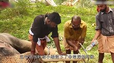 当地人明目张胆锯象牙，还说是为了它好，让人不能接受