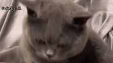 猫咪不让撸，主人说把它送去猫肉馆，猫咪的反应让人看一次笑一次
