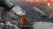 家猫出门遇到个大家伙，试着靠近后意外发生，猫咪：吓死宝宝了！