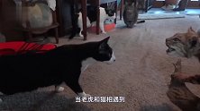 猫咪和老虎是近亲，两者相遇会认亲吗主人亲测试意外发生了！