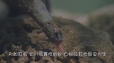 食蚁兽舌头伸出来能有多长？镜头记录食蚁兽吃白蚁全过程