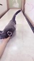 我家【暖手】的举动貌似不是“被迫营业”爱了爱了...猫 暖手真好