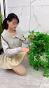 绿萝长了不要剪，用这个绿萝固定器 ，绿萝爬上墙美观不占空间