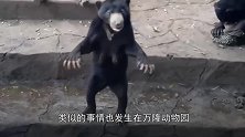 凶猛危险的狗熊，在动物园每天站立向游客作揖，靠乞讨为生