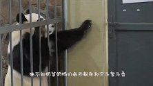 大熊猫和奶爸勾肩搭背地趴在地上唠嗑，这一人一熊真是让人嫉妒！