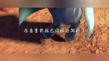 斗皇强者的战斗，蛇族强人打不过，女皇亲自出马