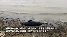 鄱阳湖湖滩发现江豚尸体，当地：今年多头江豚死亡，干旱影响明显