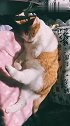 猫：抱着脚脚，晒着太阳，这样睡觉真舒服！