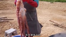 农村老头捉到14斤大章鱼，儿子使劲造，老头一脸不高兴