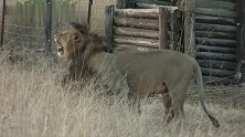 人类干预自然！狮王兄弟隔着围栏，无法入侵对面的狮群
