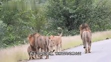 马里尼雄狮联盟：汇合狮群，照顾众多的幼崽，狮王气质十足