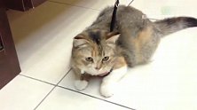 猫咪戴上牵引绳结果直接变怪猫