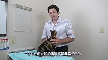 主人买回钢铁侠手办，猫咪好奇上前查看，下一秒千万憋住别笑！