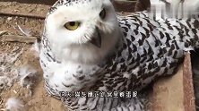 猫头鹰正在孵蛋，主人好奇非要摸一下，猫头鹰：你行那你孵吧