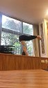 小姐姐窗台上的瑜伽练习，手肘倒立