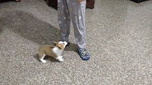 从今天开始，小柯基要开始训练了