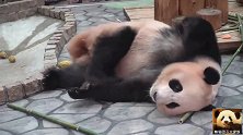 熊猫结浜蜷缩成一团独自生闷气，圆滚滚的身材可爱得冒泡