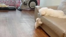 比熊犬：兄弟，你别着急！我给你示范一次怎么上沙发。