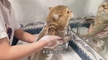 全网的铲屎官们，我想问一下，你们家猫咪洗澡都这么叫吗