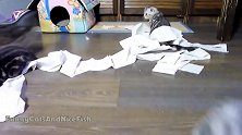 好能折腾的猫咪们啊，这活泼的样子，真是有趣！