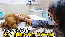 怡宝：细小便血“星期狗”金毛救助。我还不如一个狗笼值钱