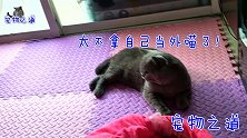 新来的小猫蹭吃喝惹恼公猫，上前就要揍小猫，小猫的反应太逗了