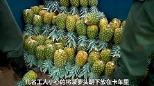 探访菠萝加工厂，菠萝汁是如何制作出来的，这样的菠萝汁你喝过吗