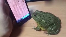 小伙用手机给青蛙看虫子，3秒后被疯狂“舔屏”，请憋住别笑！