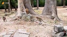 这就是马库斯想离开阿米里猴群而加入安布尔猴群的原因