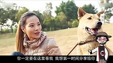被主人遗弃的中华田园犬，流浪了33天，最终迎来了它的归宿