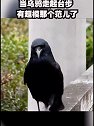 当乌鸦走起台步 是超模本模了