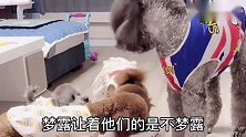 小泰迪一家报数抢饭吃，结果棒棒和梦露差点打起来，画面好逗