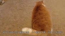 都说橘猫胖，一位网友不信邪给家里橘猫剃了毛，结果令人瞠目
