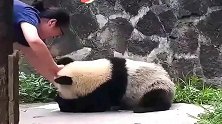 熊猫：好不容易抢到盆盆奶，还洒了一大半我不管赔我一盆！
