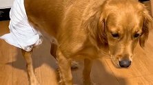 金毛狗生第一次穿纸尿裤，连走路都不会了，太逗了