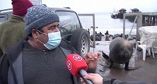 智利：3000只海狮占领海滩，渔民接受采访抱怨被打断