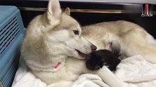 小猫和爱斯基摩犬的友谊，温馨里透着感动