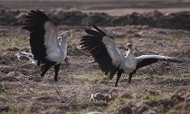 南非：国家公园两只蛇鹫袭击野兔，将其扔在地上猛踩