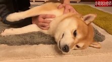 柴犬躺在地毯上任由主人抚摸，好羡慕！