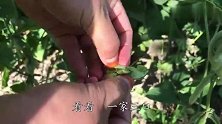 焕焕拔几棵毛豆回家煮，五香八大味儿放齐全，邻家小孩儿都眼馋
