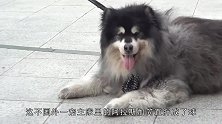 阿拉斯加犬拒绝称重，小家伙压着电子秤和主人对峙，画面太逗了